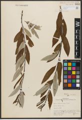 Foto von Salix subcoerulea Piper